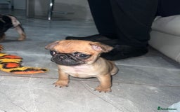 Pug dogs for sale: PUG PUPPYS READY TO GO !!!! - Advert 25