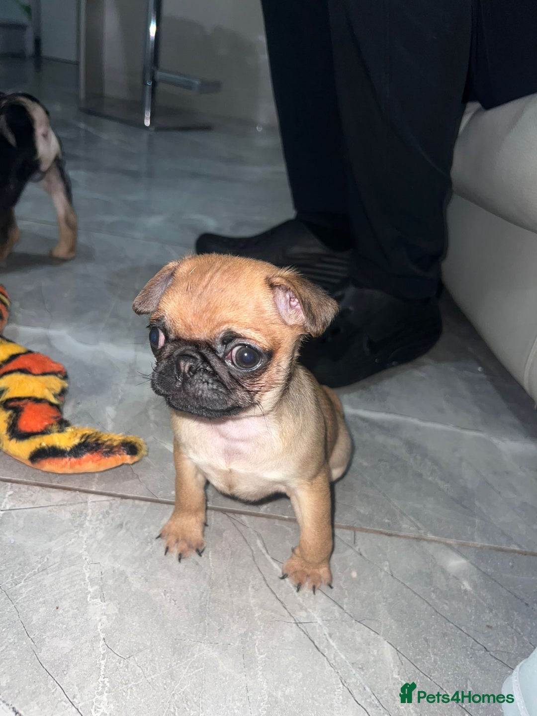 Pug dogs for sale: PUG PUPPYS READY TO GO !!!! - Advert 25