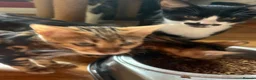 Mixed Breed cats for sale: Beautiful kittens ready now - Advert 5