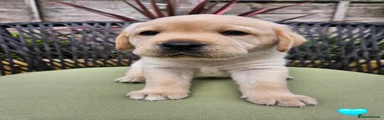 Labrador Retriever 1