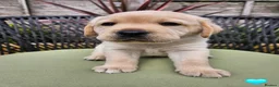 Labrador Retriever dogs for sale: Golden Labrador Puppies - Advert 10