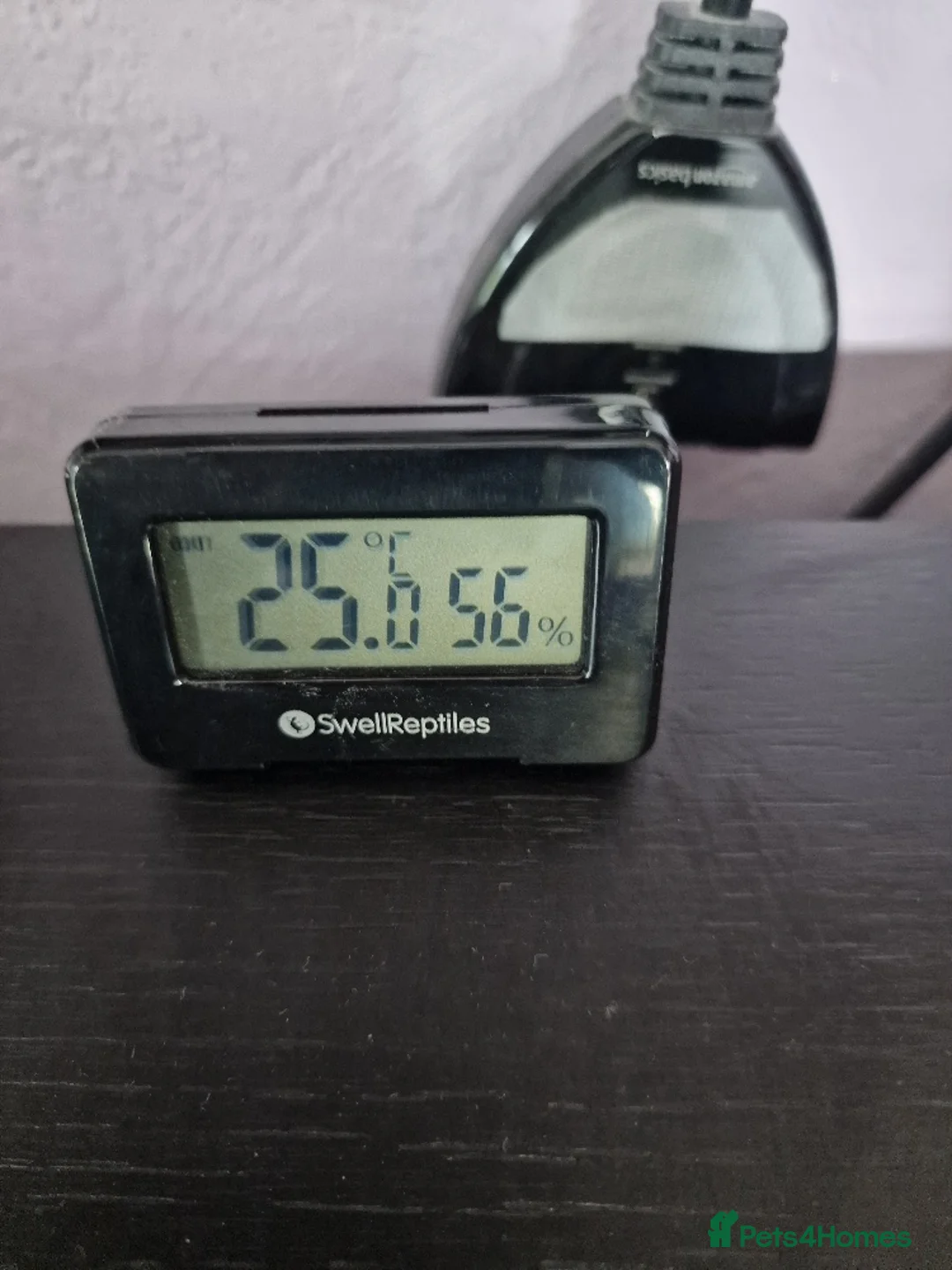 Python Snake reptiles for sale: Gorgeous Pied Male Royal Python with full set up - Advert 22