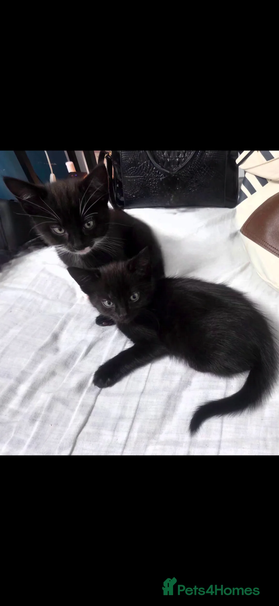 Mixed Breed cats for sale: 2 Beautiful Boys Looking for Forever Homes 🐱🐱 - Advert 18