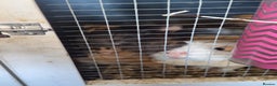 Guinea Pig rodents for sale: Mix of Guinea pigs  - Advert 2