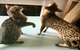 Savannah cats for sale: F3 girls  - Image 4