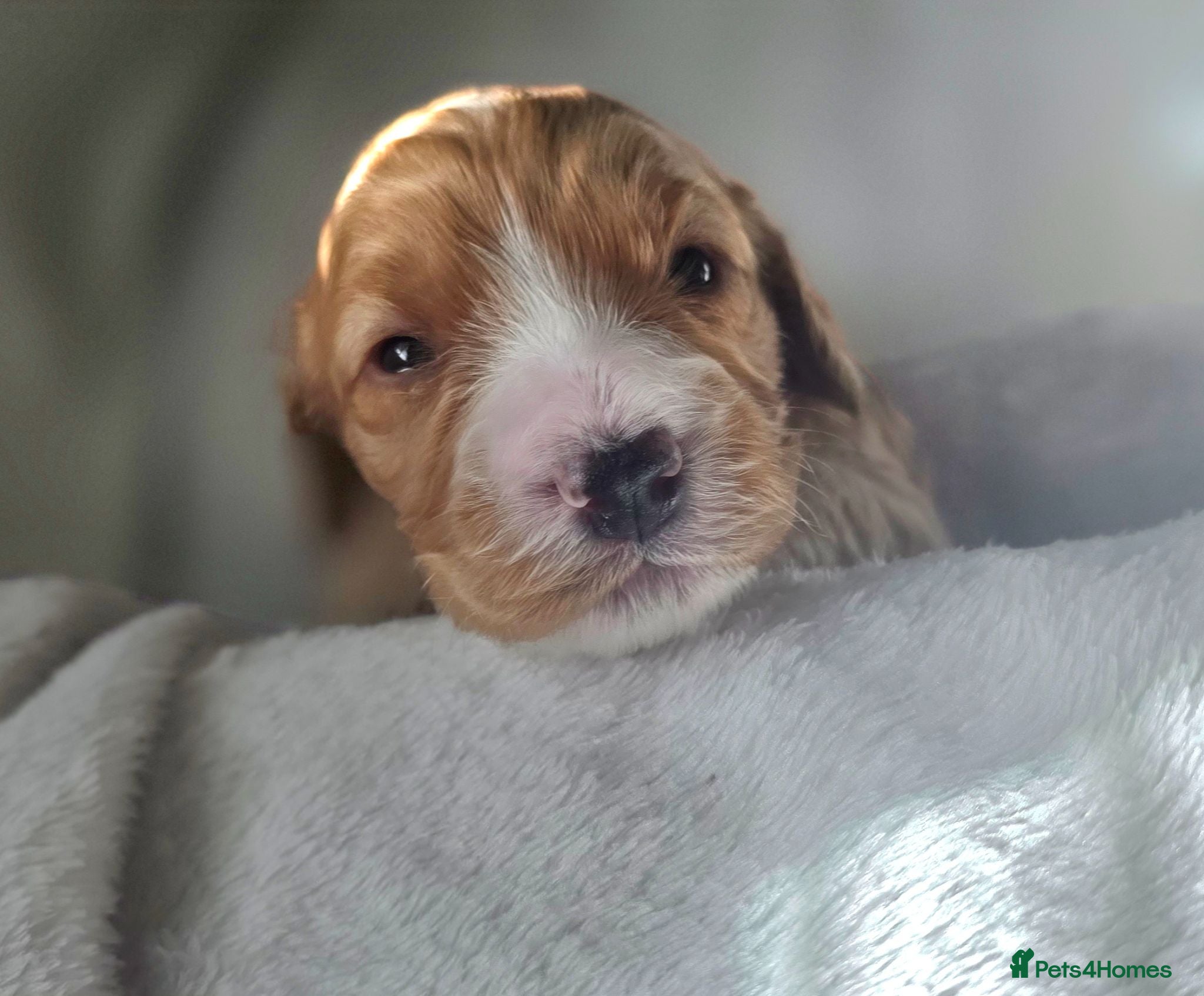 Cockapoo dogs Beautiful DNA clear Showtype F1 Cockerpoo's  - Advert 1