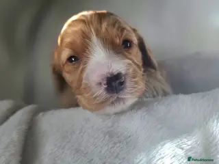 Cockapoo dogs Beautiful DNA clear Showtype F1 Cockerpoo's - Advert 1