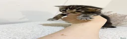 Mixed Breed cats for sale: MAINECOON X BENGAL KITTENS  in Airdrie - Advert 8