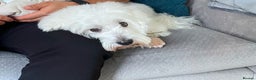 Coton De Tulear dogs for sale: 9 Year old cotton looking for a loving home - Advert 3