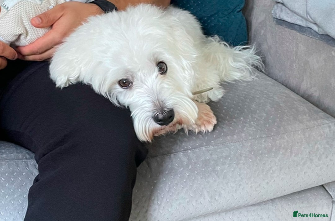 Coton De Tulear dogs for sale: 9 Year old cotton looking for a loving home - Image 3