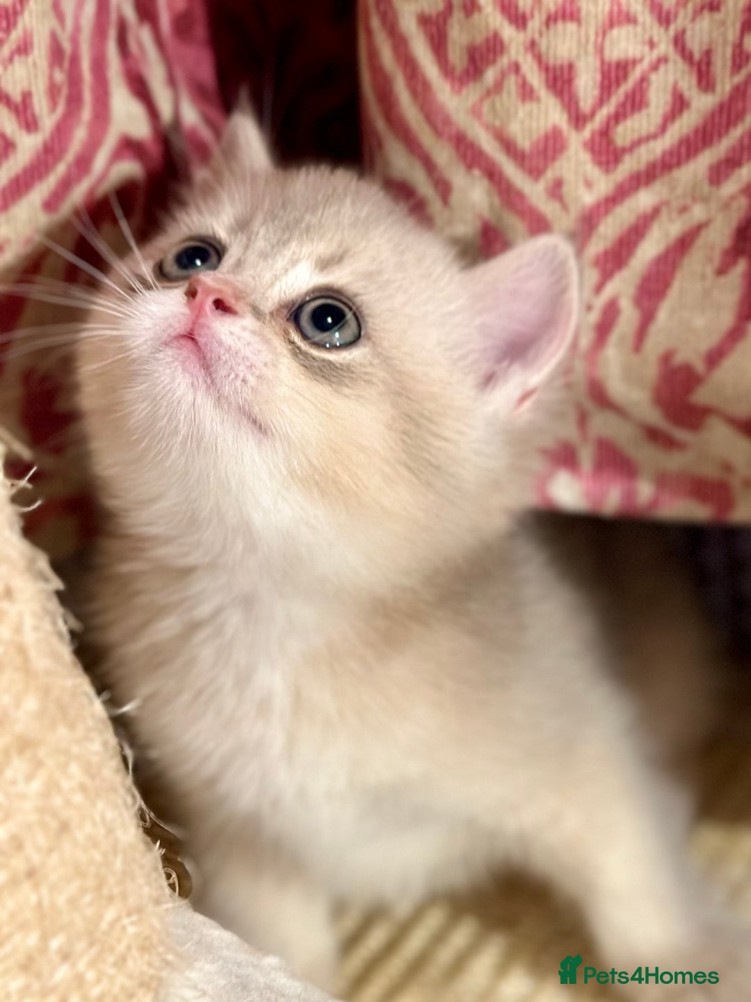 British Shorthair cats for sale: Two Blue Gold Boys  - Advert 15