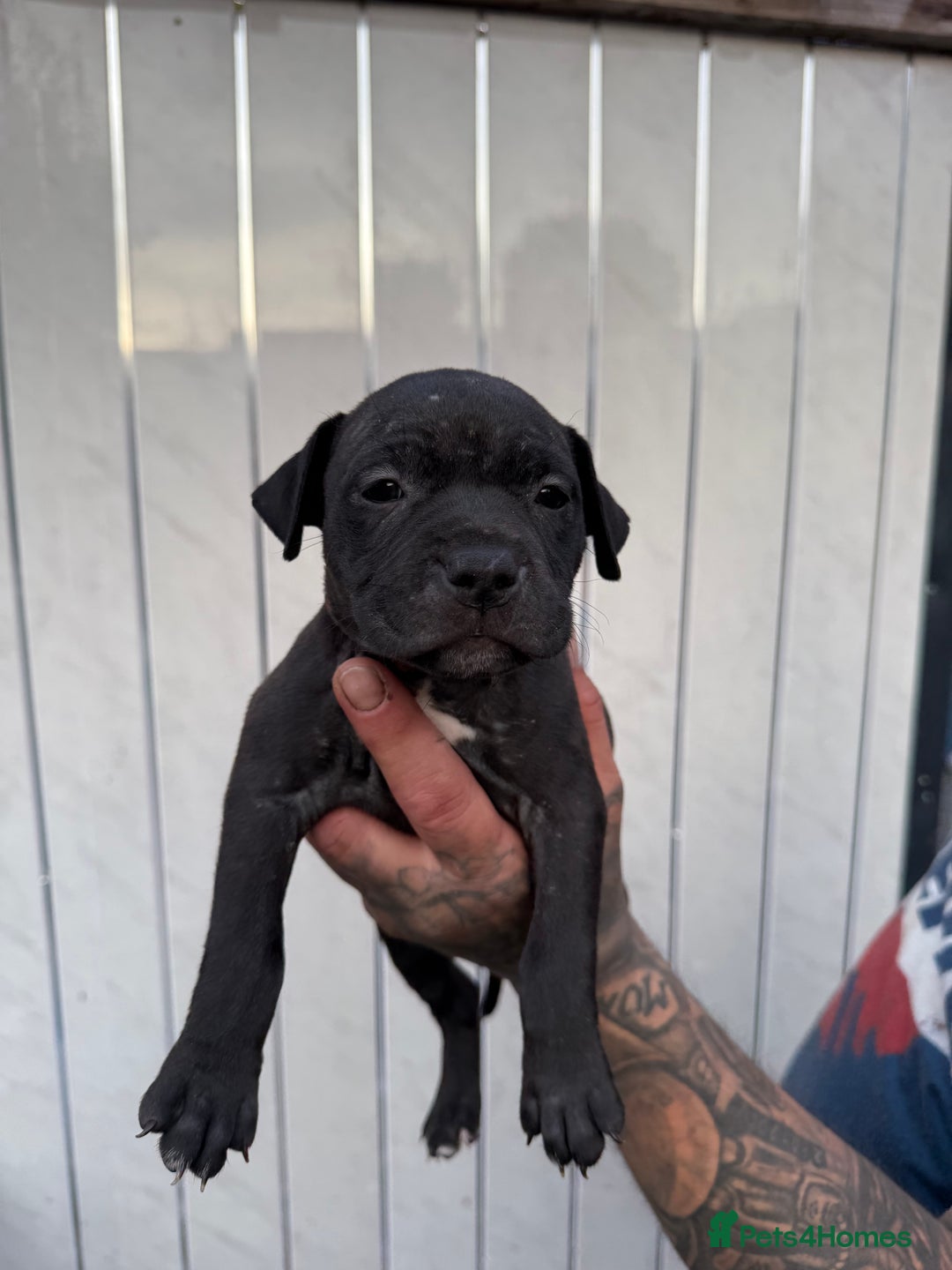 American Bull Staffy dogs for sale: Adorable American Staffordshire Terrier Puppies - Image 5