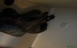Cane Corso dogs for sale: Cane corso - Image 6