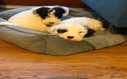 Sealyham Terrier dogs for sale: Stunning KC Litter Of Sealyham Terriers - Image 2