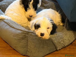 Sealyham Terrier dogs - Advert 1
