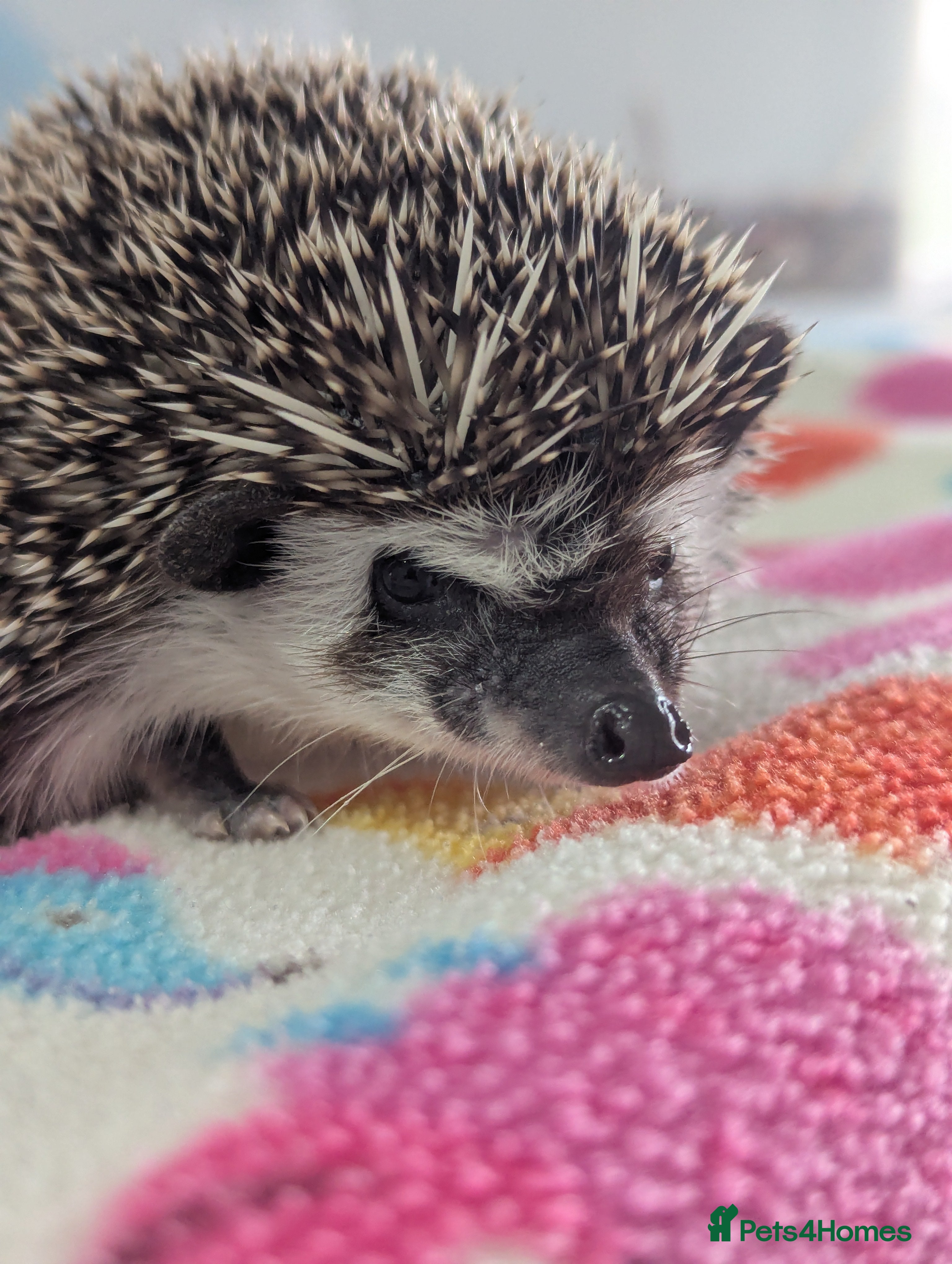 Pygmy Hedgehog rodents Beautiful Hoglets Ready Now and to Reserve  - Advert 5
