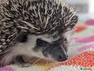 Pygmy Hedgehog rodents Beautiful Hoglets Ready Now and to Reserve - Advert 5