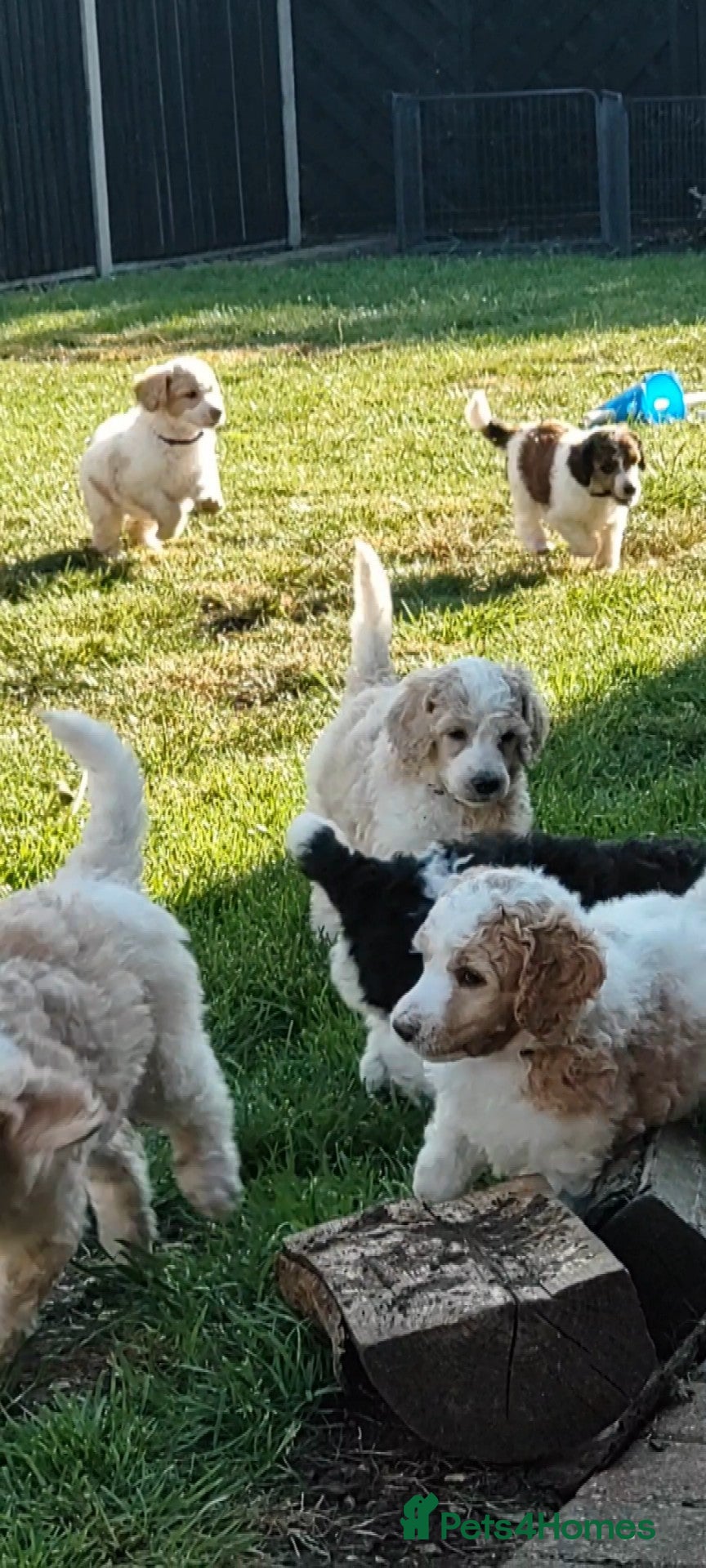 Standard Poodle dogs Elite KC Standard Parti Poodle Pups - Advert 1