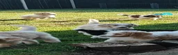 Standard Poodle dogs for sale: Elite KC Standard Parti Poodle Pups - Advert 4