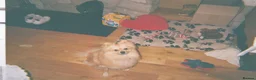 Pomeranian dogs for stud: Benji - Advert 3