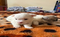 Mixed Breed dogs for sale: Pomeranian × Poodle × Chihuahua Puppies  - Image 4
