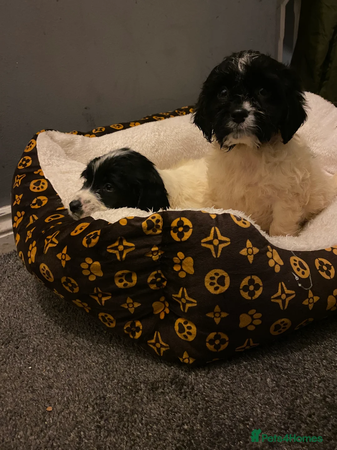 Sproodle dogs for sale: Sproodles puppies available now spaniel x poodle - Advert 5