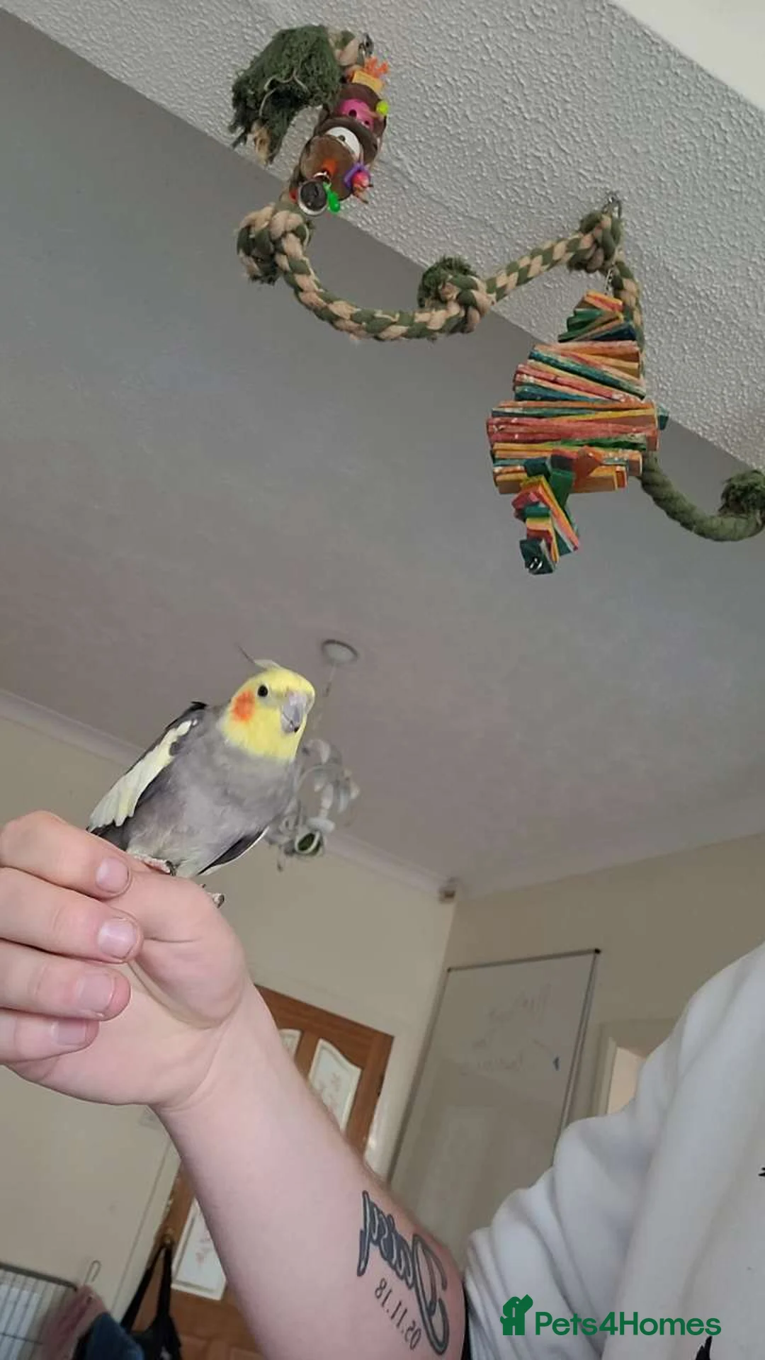 Mixed Breed birds for sale: Three cocktails and one kakariki and a small finch - Advert 2