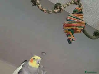 Mixed Breed birds Three cocktails and one kakariki and a small finch - Advert 2