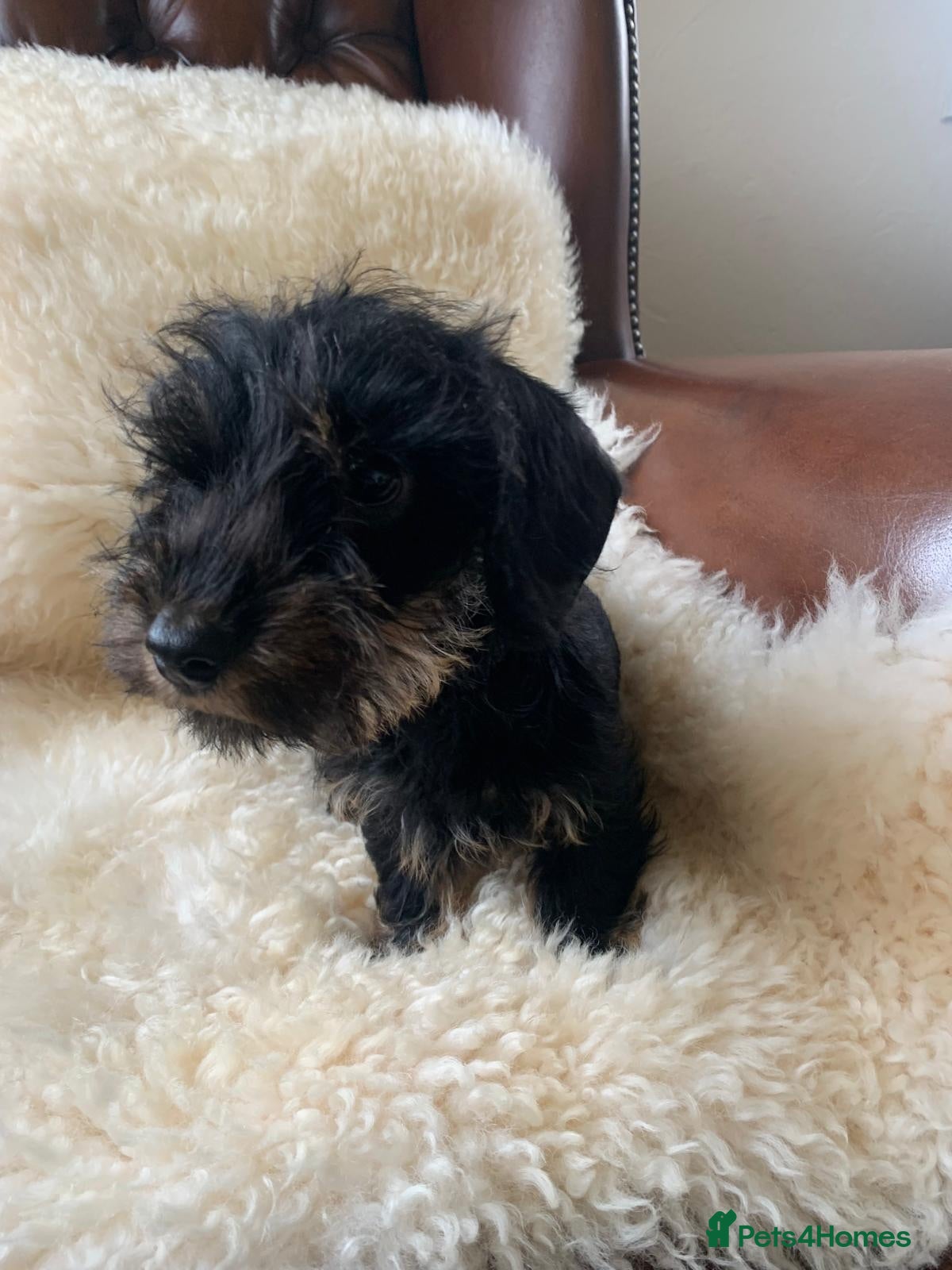 Miniature Dachshund dogs Lovely Miniature Wired hair dachshund male  - Advert 1
