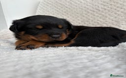 Rottweiler dogs for sale: Rottweiler puppy’s  - Image 3