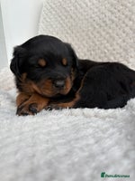 Rottweiler dogs - Advert 3