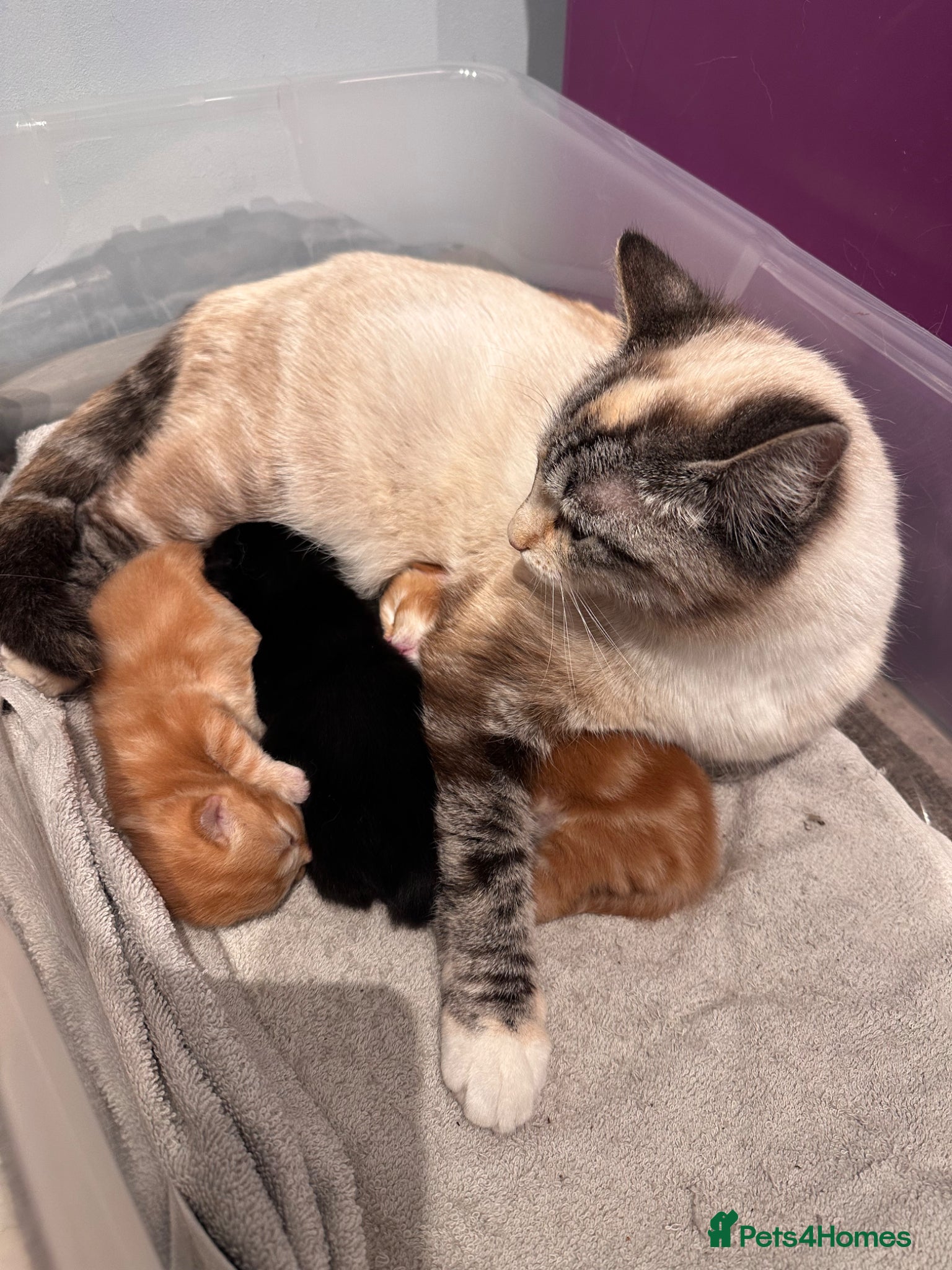 Mixed Breed cats 1 super fluffy ginger male kitten available  - Advert 1