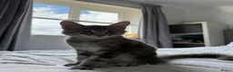 Maine Coon cats for sale: 🐾 Beautiful Maine Coon Kittens Forever Homes🐾 - Advert 16