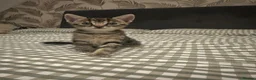 Mixed Breed cats for sale: Four beautiful tabby kittens - Advert 25