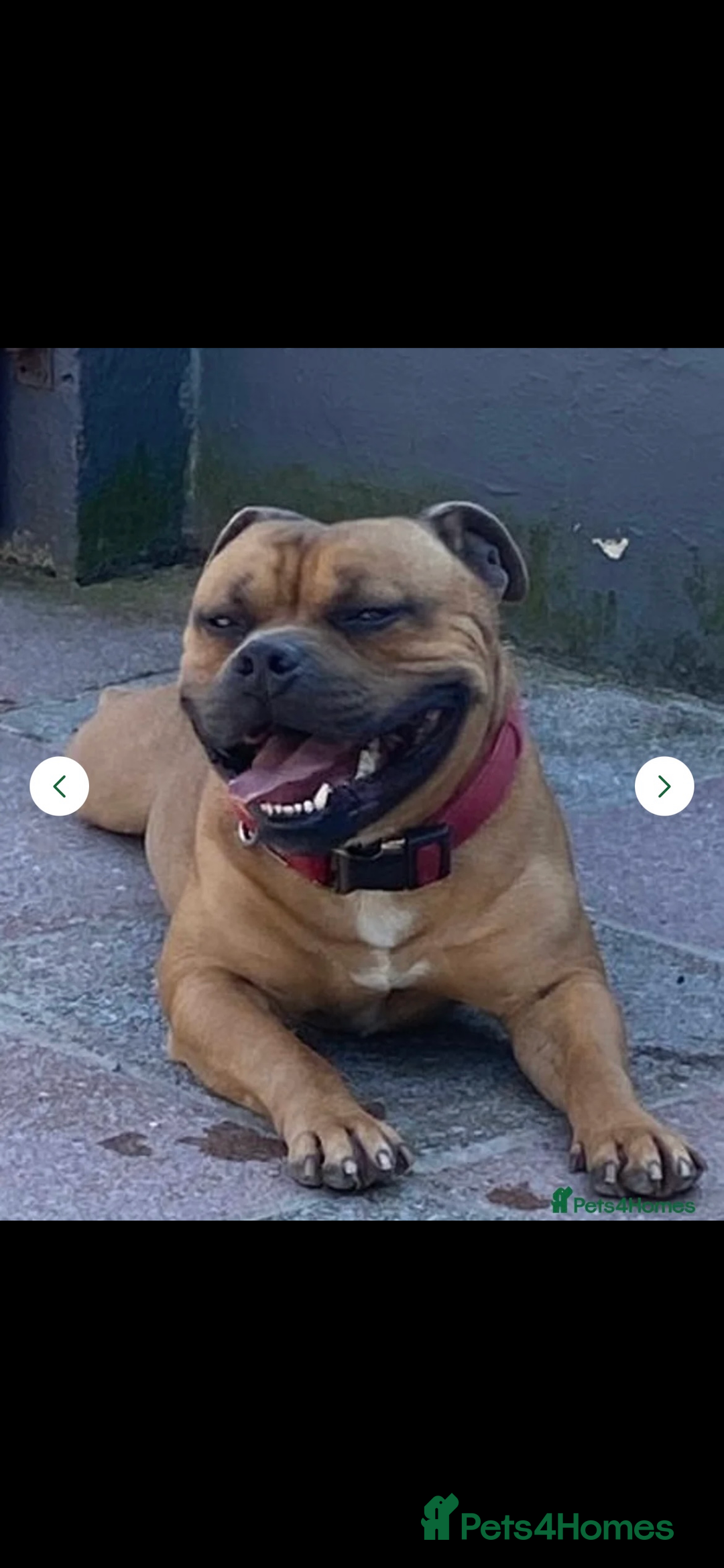 Staffordshire Bull Terrier dogs for sale: Outstanding boys ✨ - Advert 8