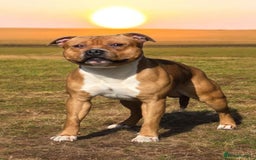 Staffordshire Bull Terrier dogs for sale: Beautiful big puppies  - Image 8