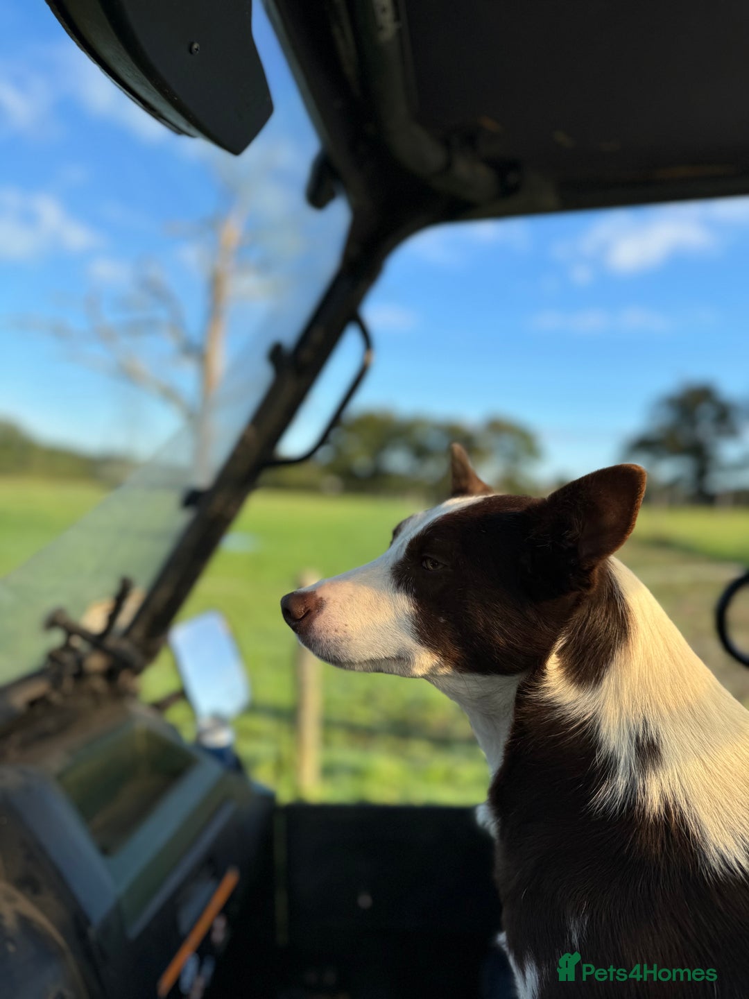 Border Collie dogs for sale: Beautiful Border Collie Puppies - Image 16