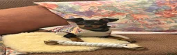 Miniature Pinscher dogs for sale: Miniature Pinscher for Sale - Advert 4
