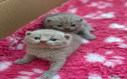 British Shorthair cats for sale: GCCF registered lilac kittens  - Image 15