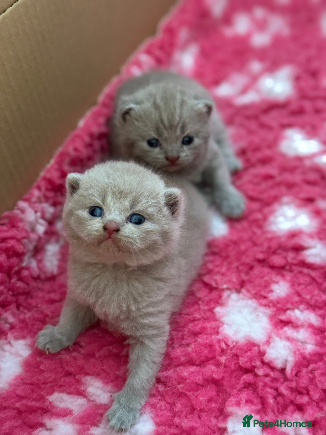 British Shorthair cats for sale: GCCF registered lilac kittens  - Image 15