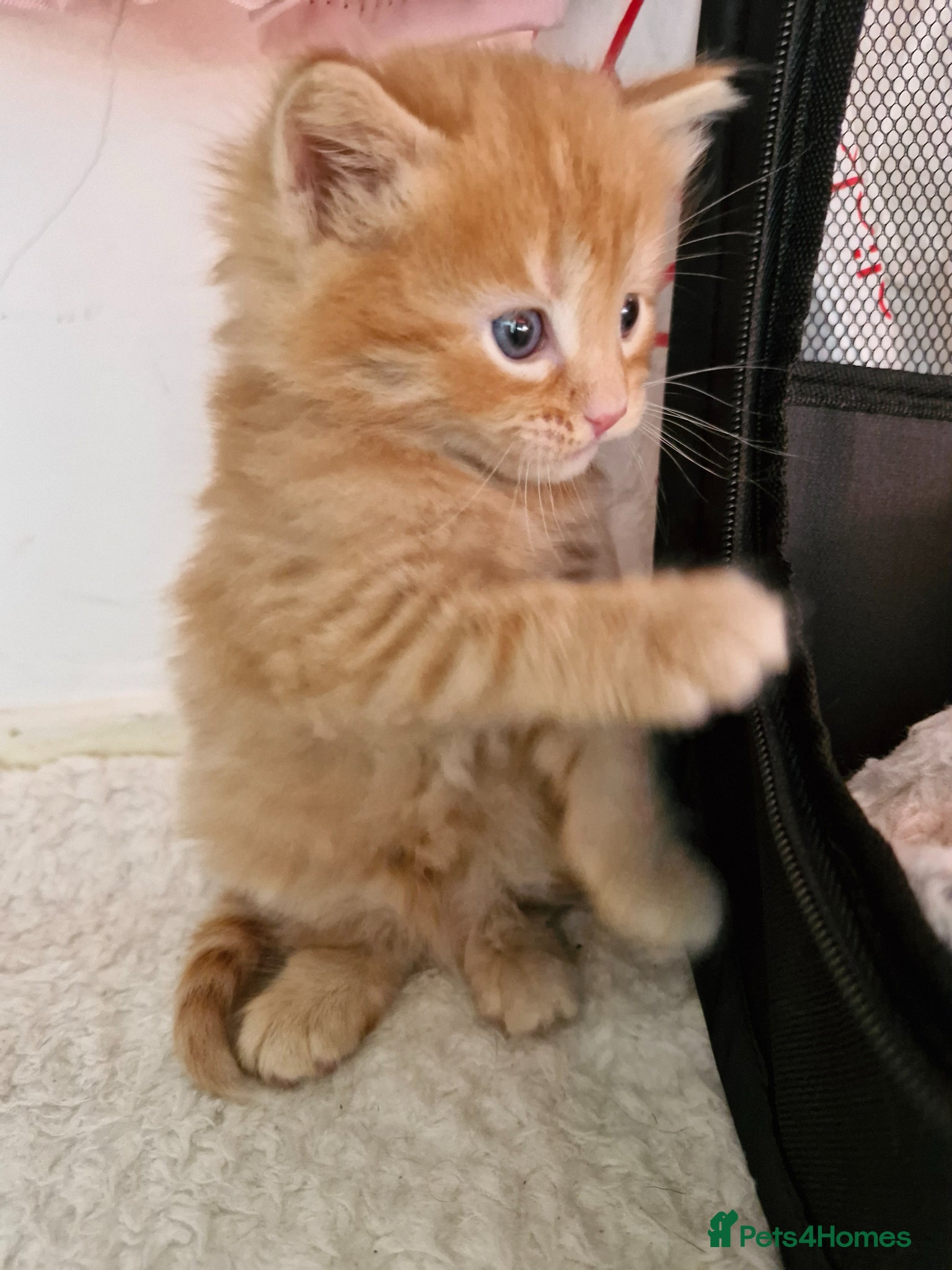 Mixed Breed cats for sale: Cute ginger kittens 1 short haired 2 fluffy  in Liverpool - Advert 16
