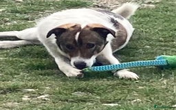Mixed Breed dogs for adoption: Eddie - Norwich Norfolk  - Image 27