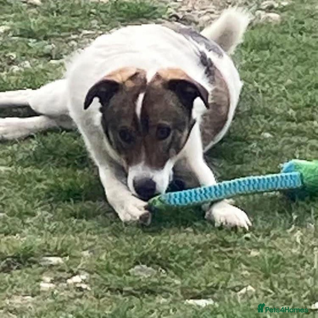 Mixed Breed dogs for adoption: Eddie - Norwich Norfolk  - Image 27