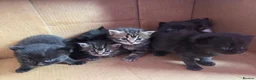 Perdoll cats for sale: Kittens  - Advert 10
