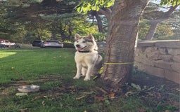 Siberian Husky dogs for stud: Siberian Husky (Bim) for stud. - Image 14