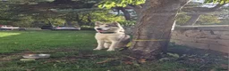 Siberian Husky dogs for stud: Siberian Husky (Bim) for stud. - Advert 14