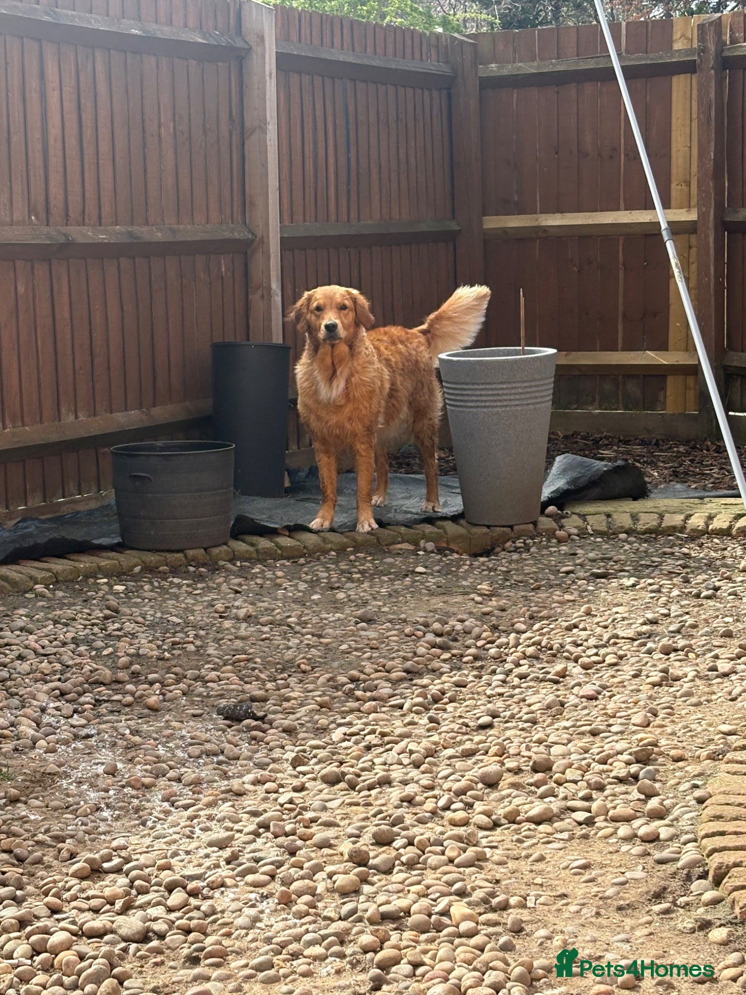 Golden Retriever dogs FOX RED GOLDENS DUE MAY 1st - Advert 13