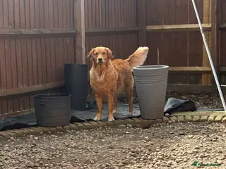 Golden Retriever dogs FOX RED GOLDENS DUE MAY 1st - Advert 13