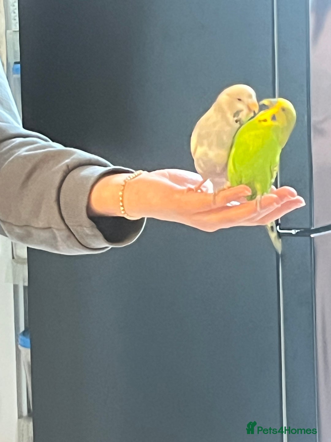 Budgerigars birds for sale: Budgies  - Advert 2