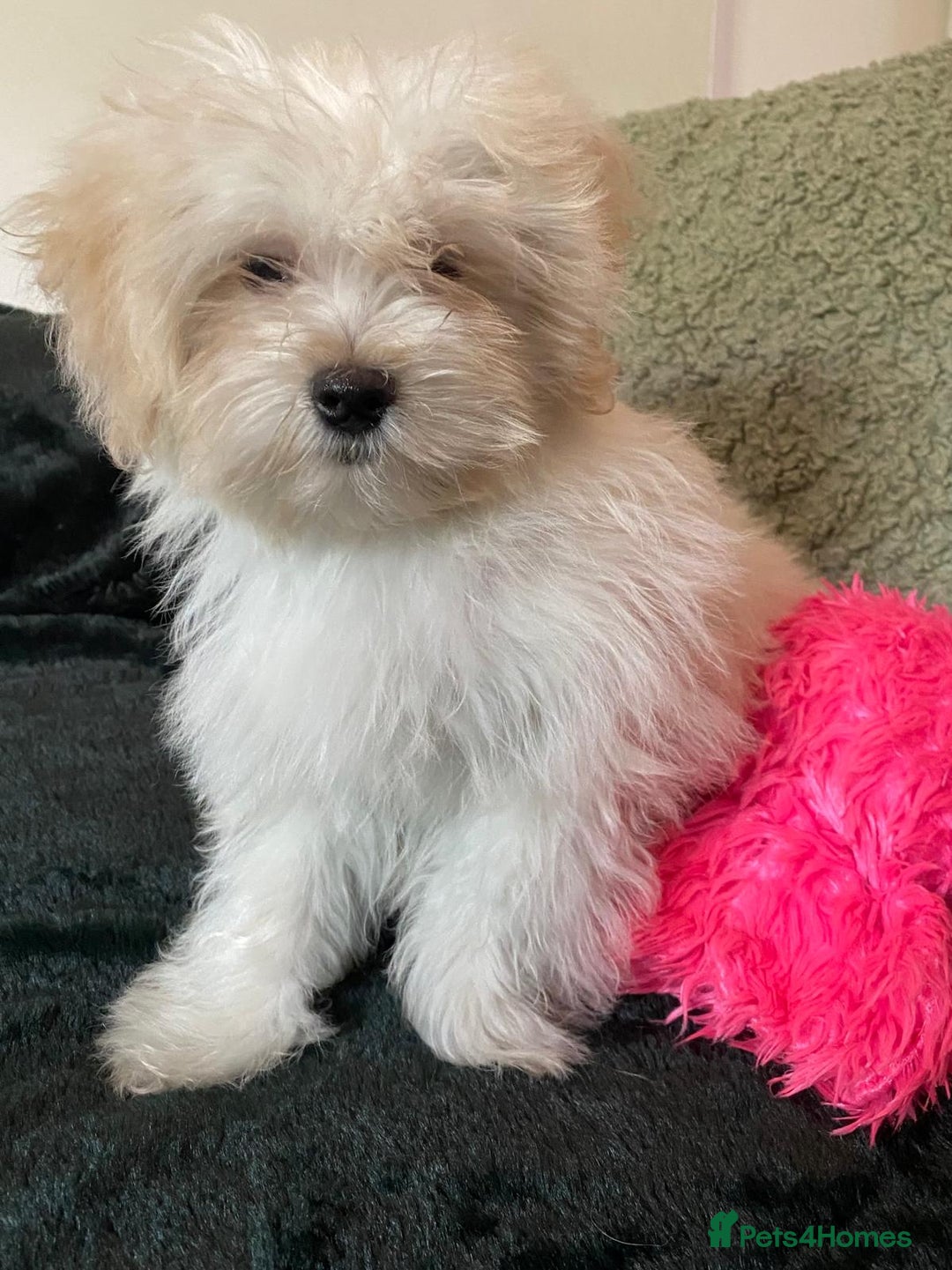 Maltipoo dogs for sale: maltipoo puppies for sale  - Image 22
